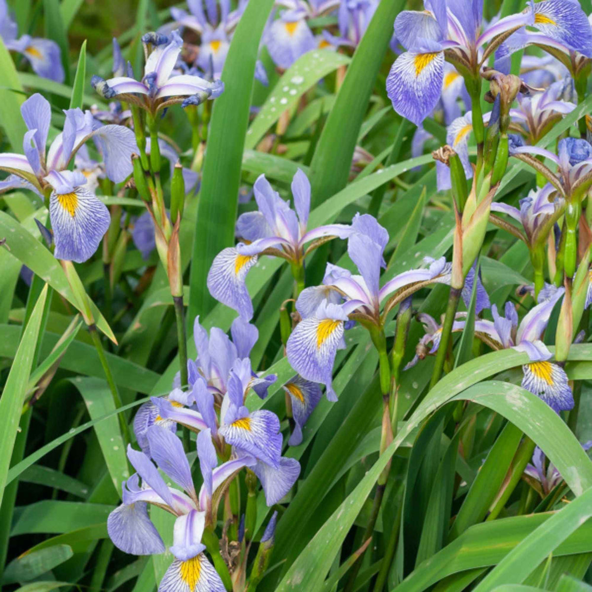 Iris versicolore - Iris versicolor - Willemse