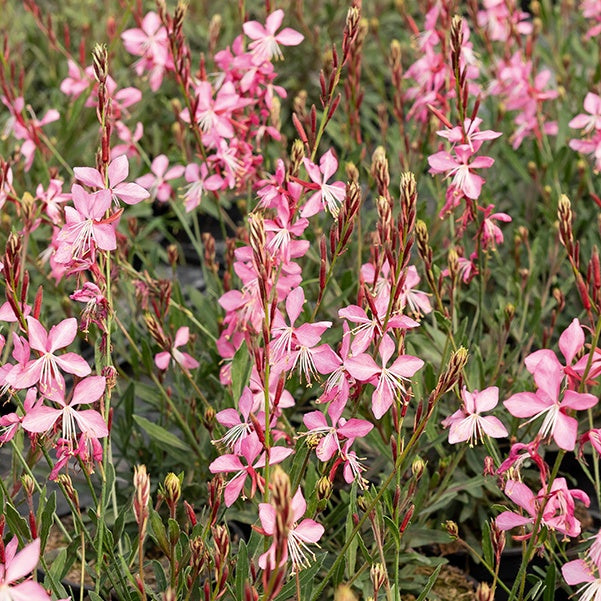 Gaura Siskiyou pink - Gaura lindheimeri siskiyou pink - Willemse