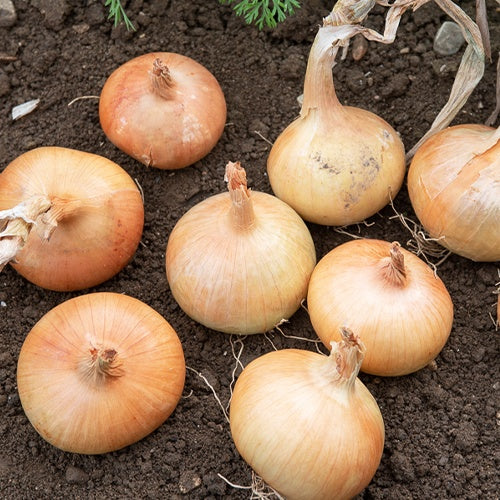 Oignon Rijnsburger 5 - Allium cepa rijnsburger 5 - Willemse