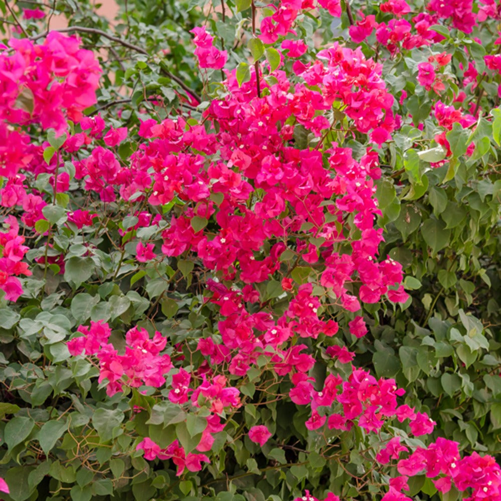 Bougainvillea pink - Bougainvillier Rose - Bougainvilliers