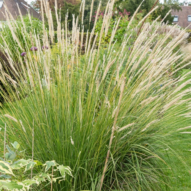 Pennisetum - Herbe aux écouvillons érigée - Pennisetum macrourum