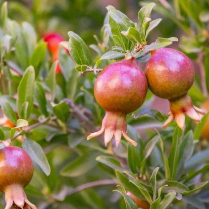 Grenadier Dente di Leone - Punica granatum - Willemse