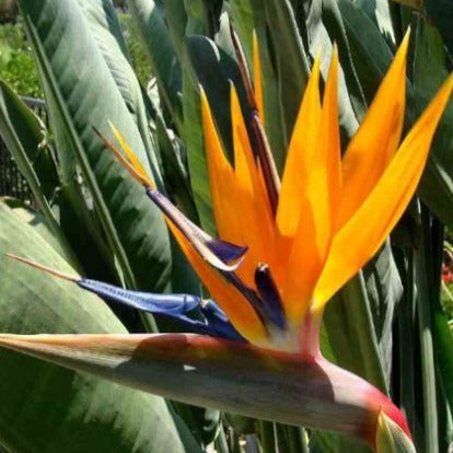 Oiseau du paradis Strelitzia - Strelitzia reginae - Willemse