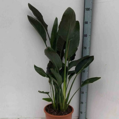 Strelitzia reginae - Oiseau du paradis Strelitzia - Balcon et terrasse