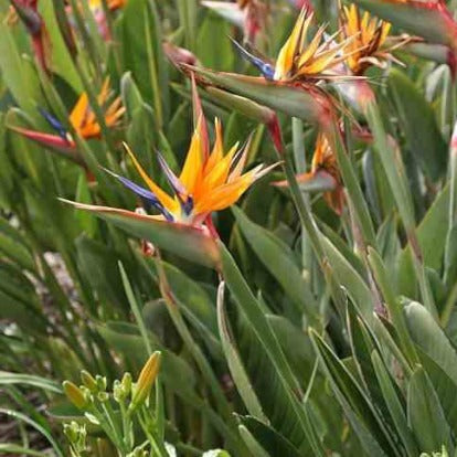 Balcon et terrasse - Oiseau du paradis Strelitzia - Strelitzia reginae