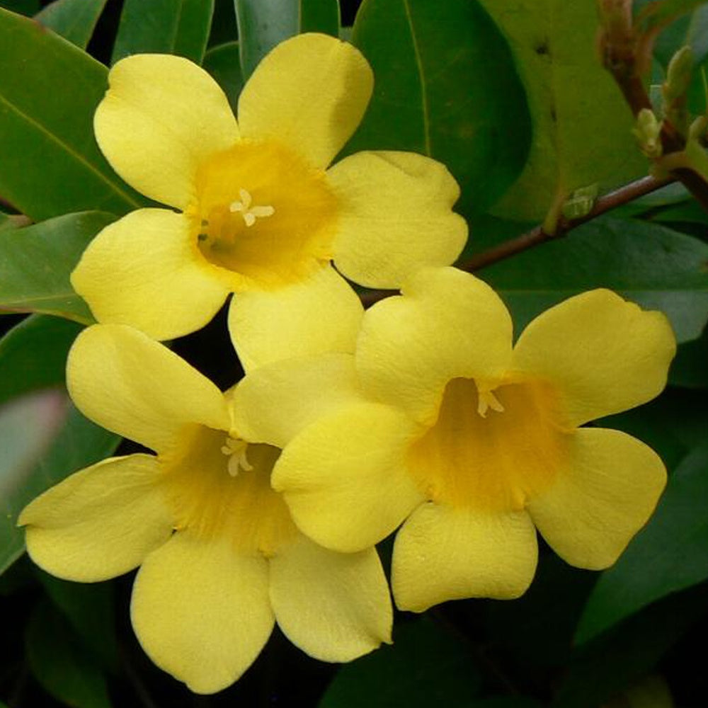 Gelsemium sempervirens - Gelsemium sempervirens - Willemse