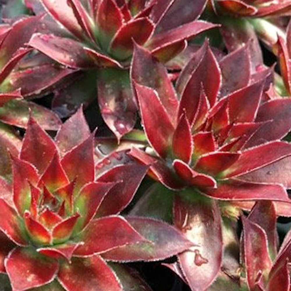 Vente Joubarbe Chick Charms® - Sempervivum - Sempervivum 'chick charmes'