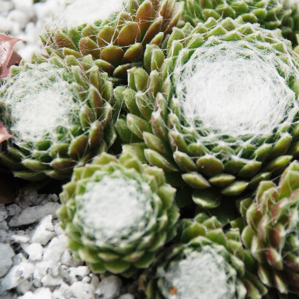 Joubarbe - Sempervivum - Joubarbe Chick Charms® - Sempervivum - Sempervivum 'chick charmes'
