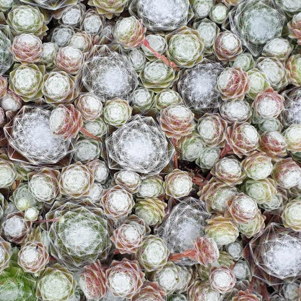 Sempervivum 'chick charmes' - Joubarbe Chick Charms® - Sempervivum - Joubarbe - Sempervivum