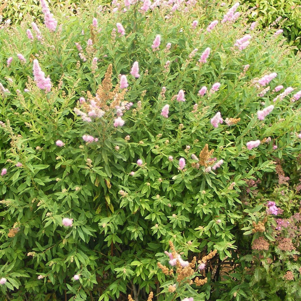 Spirée billiardii - Spiraea x billardii - Plantes