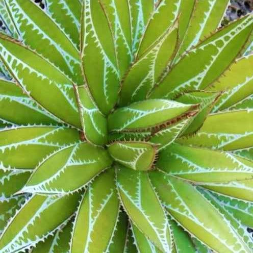 Agave Impressive - Agave impressa impressive - Plantes