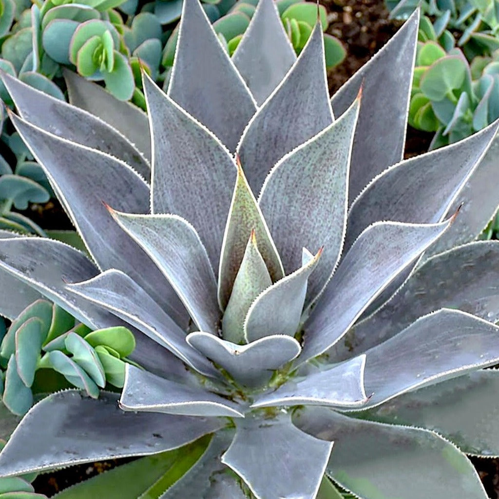 Mangave Lavender Lady - Agave manfredii Lavender Lady ® (mangave) - Willemse