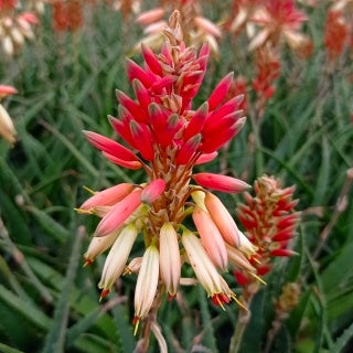 Aloe Safari Sunrise - Aloe x safari collection sunrise ® - Plantes