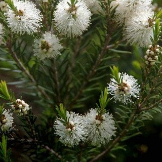 L'arbre à thé - Melaleuca alternifolia - Willemse