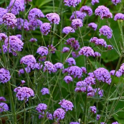 Verveine bonariensis Royal Dreams ® - Verbena bonariensis royal dreams ® - Plantes