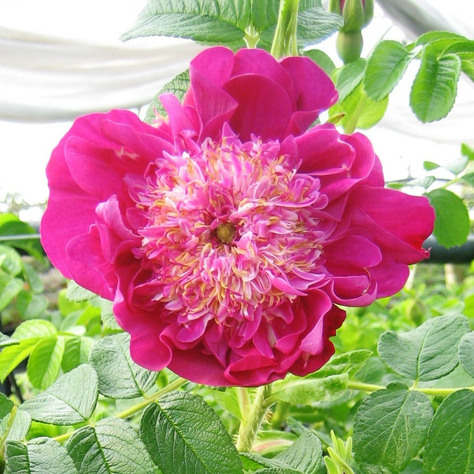 Rosier Pompom Perfume ® pivoine - Rosa rugosa Pompom Perfume - Willemse