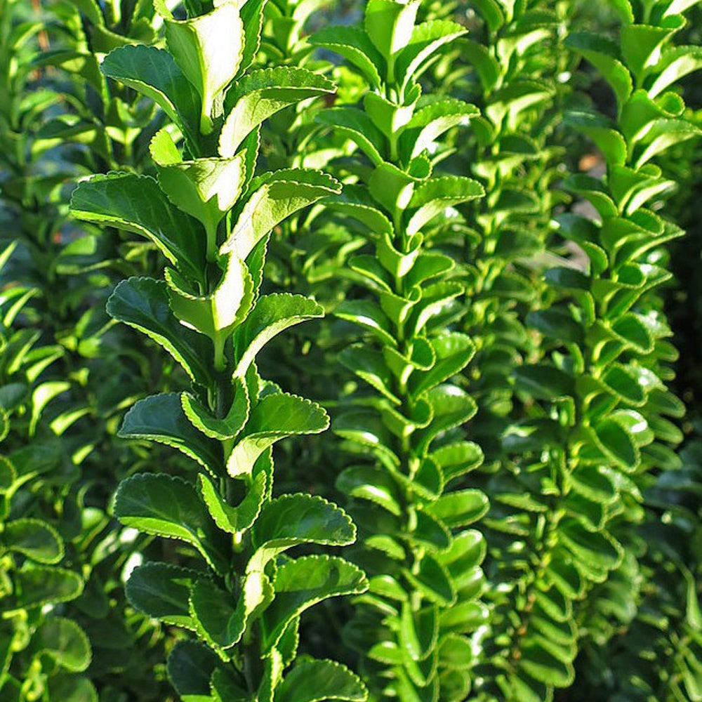 Fusain du Japon 'Green Spire' - Euonymus japonicus green spire - Fusain