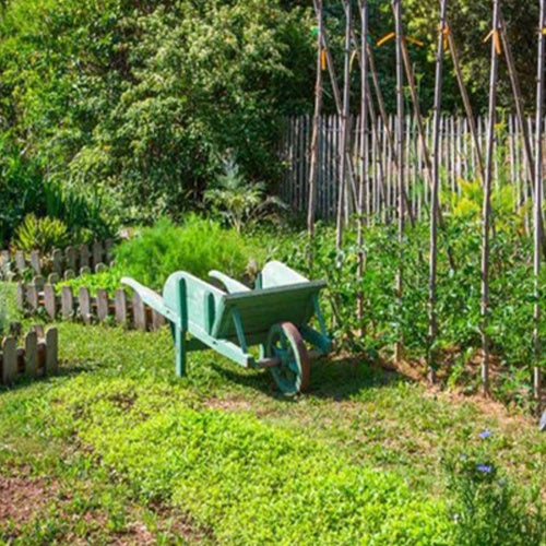 Vente Transformez un coin de pelouse en un petit potager -