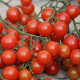 Tomate cerise sweetie BIO - Willemse