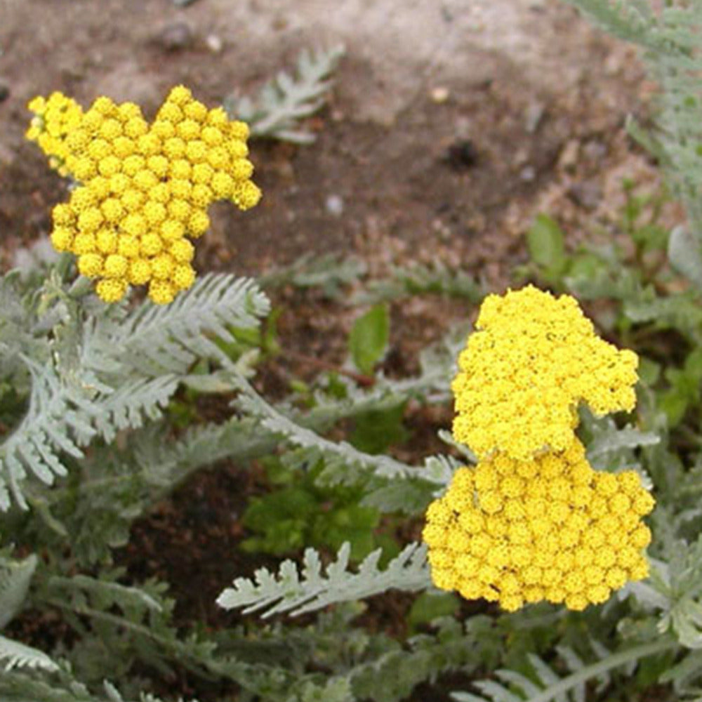 Achillée millefeuille Little Moonshine - Achillea moonshine - Willemse
