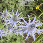 Panicaut hybride Big Blue - Willemse