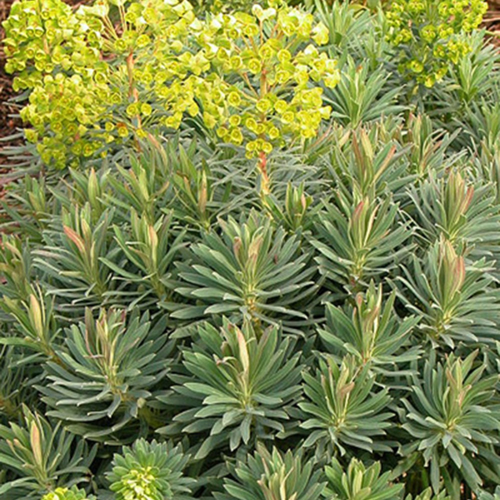 Euphorbe des garrigues Wulfenii - Euphorbia characias ssp. Wulfenii - Willemse