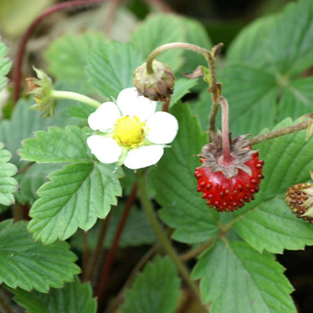 Fraisier des bois - Fragaria vesca - Plantes