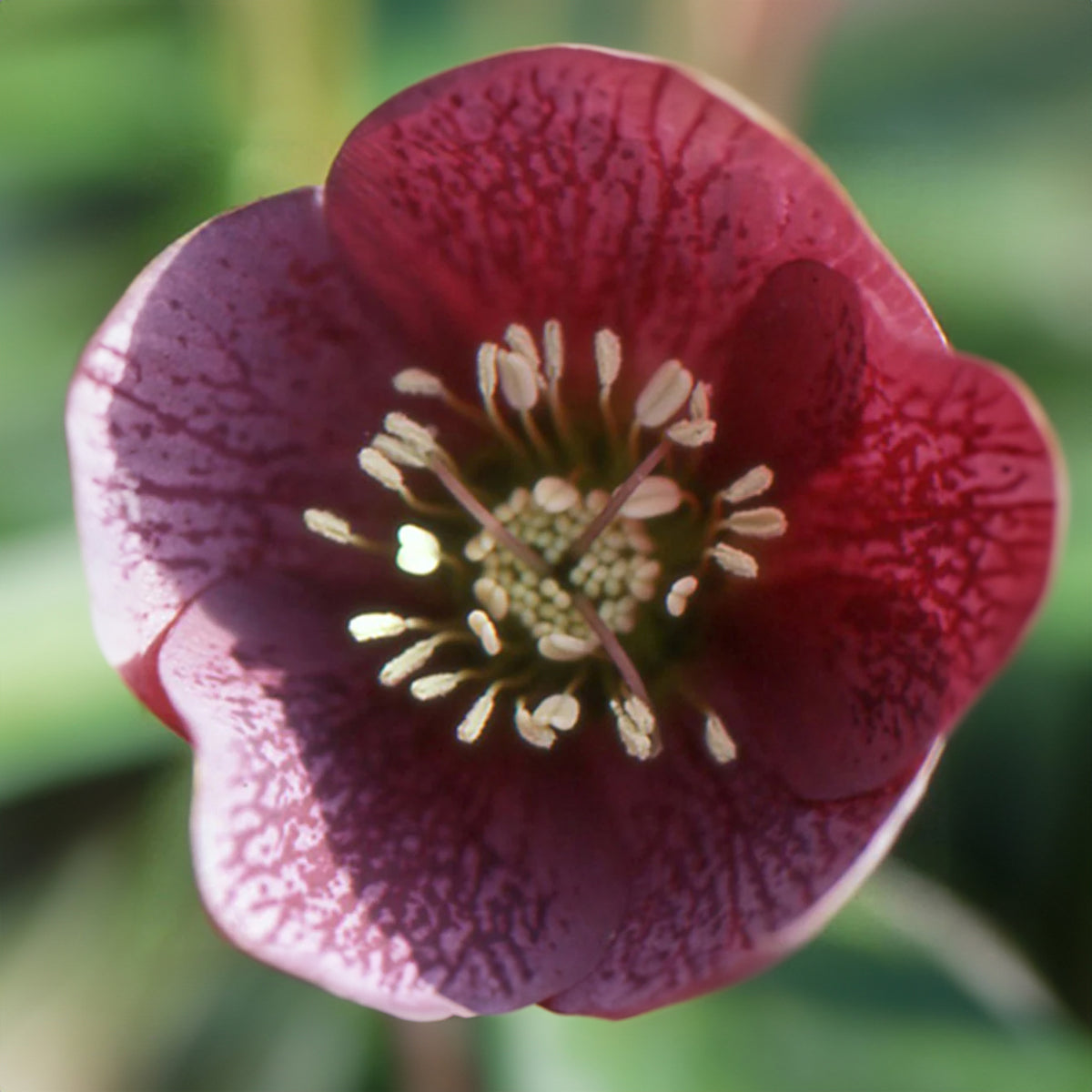 Hellébore d'Orient Red Hybrids - Helleborus orientalis red hybrids - Willemse