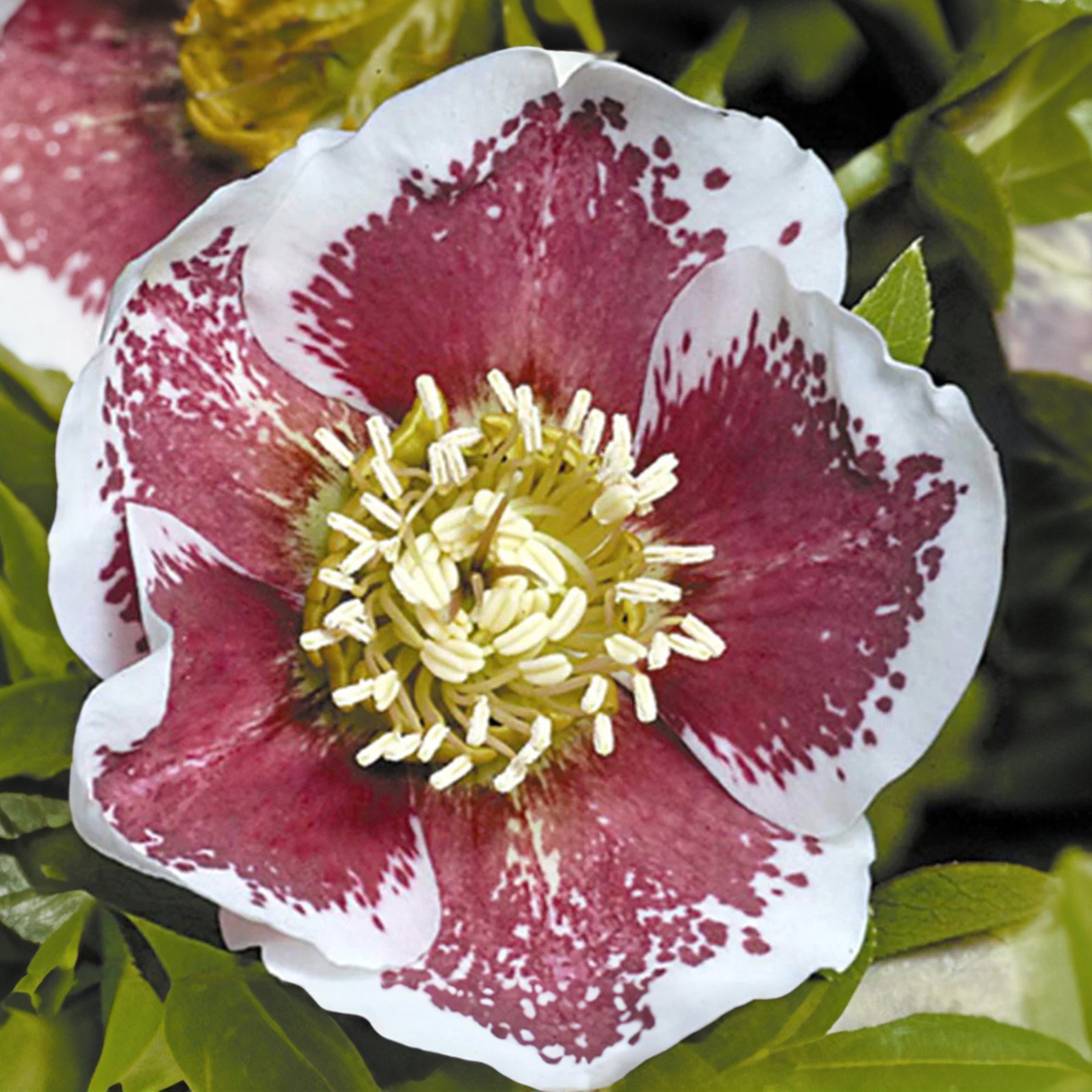 Hellébore d'Orient White Lady Spotted - Helleborus orientalis white lady spotted - Willemse