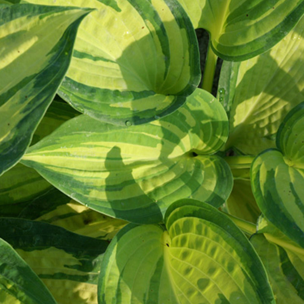 Hosta Great Expectations - Willemse