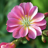 Lewisia Hybrides Sunset Strain - Willemse