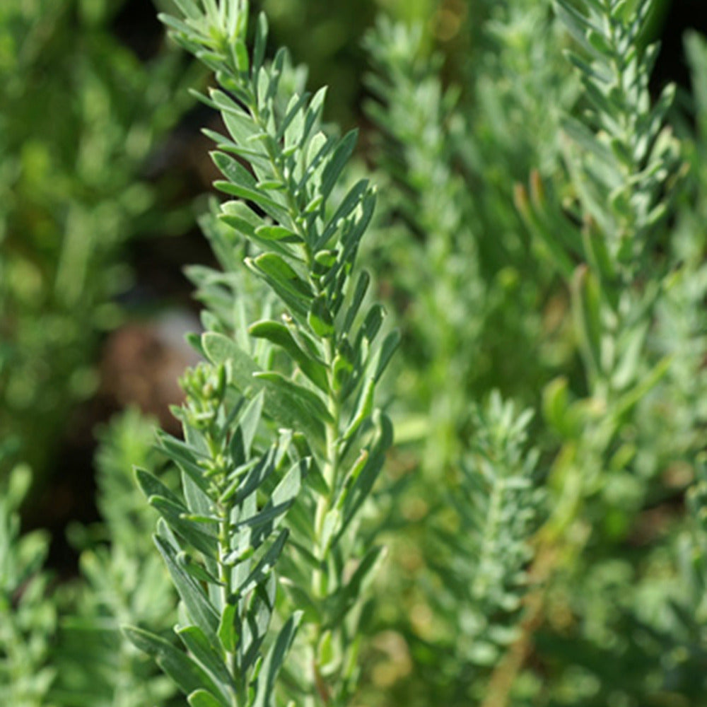 Lin vivace Diamant - Linum perenne Diamant - Willemse
