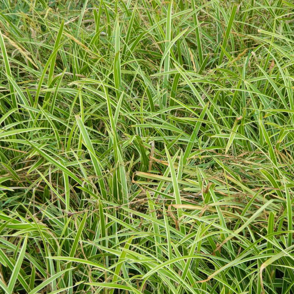 Laîche japonaise Ice Dance - Carex - Carex morrowii Ice Dance - Willemse