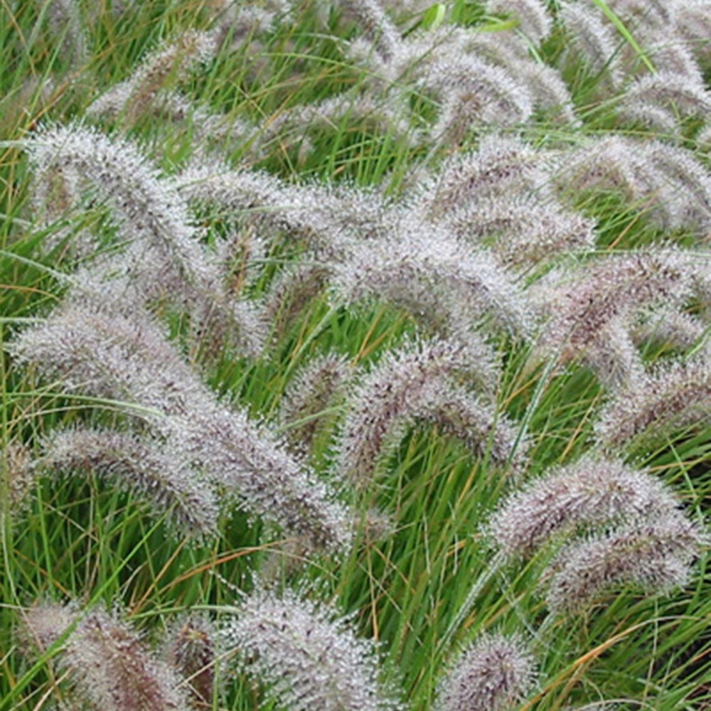 Herbe aux écouvillons - Pennisetum - Willemse