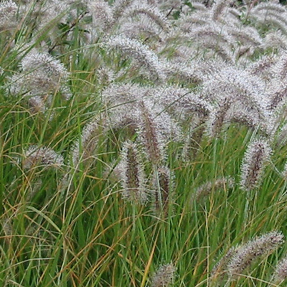 Herbe aux écouvillons - Pennisetum - Pennisetum alopecuroides (compressum) - Willemse