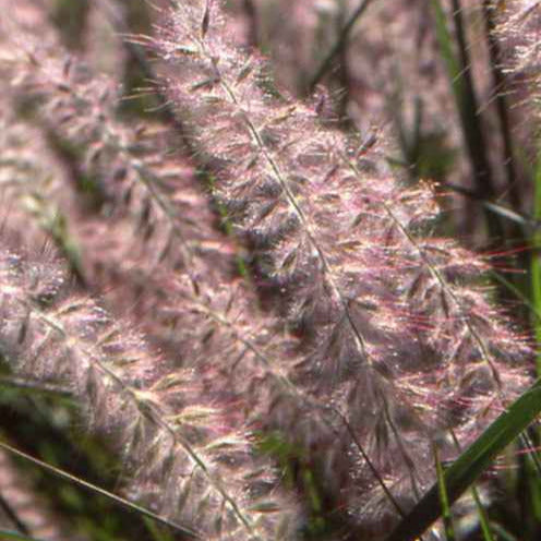 Pennisetum orientale - Herbe aux écouvillons d'Orient - Pennisetum - Pennisetum