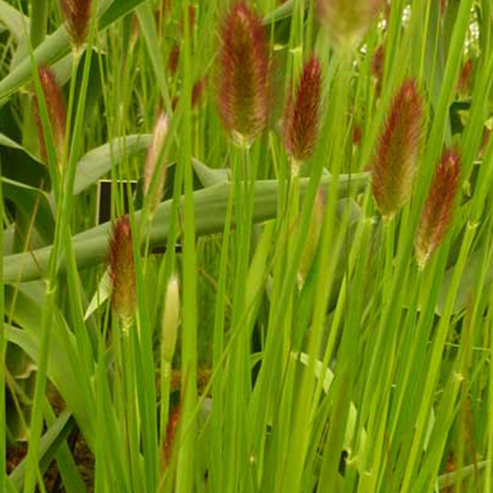 Herbe aux écouvillons Red Buttons - Pennisetum - Pennisetum thunbergii Red Buttons - Willemse