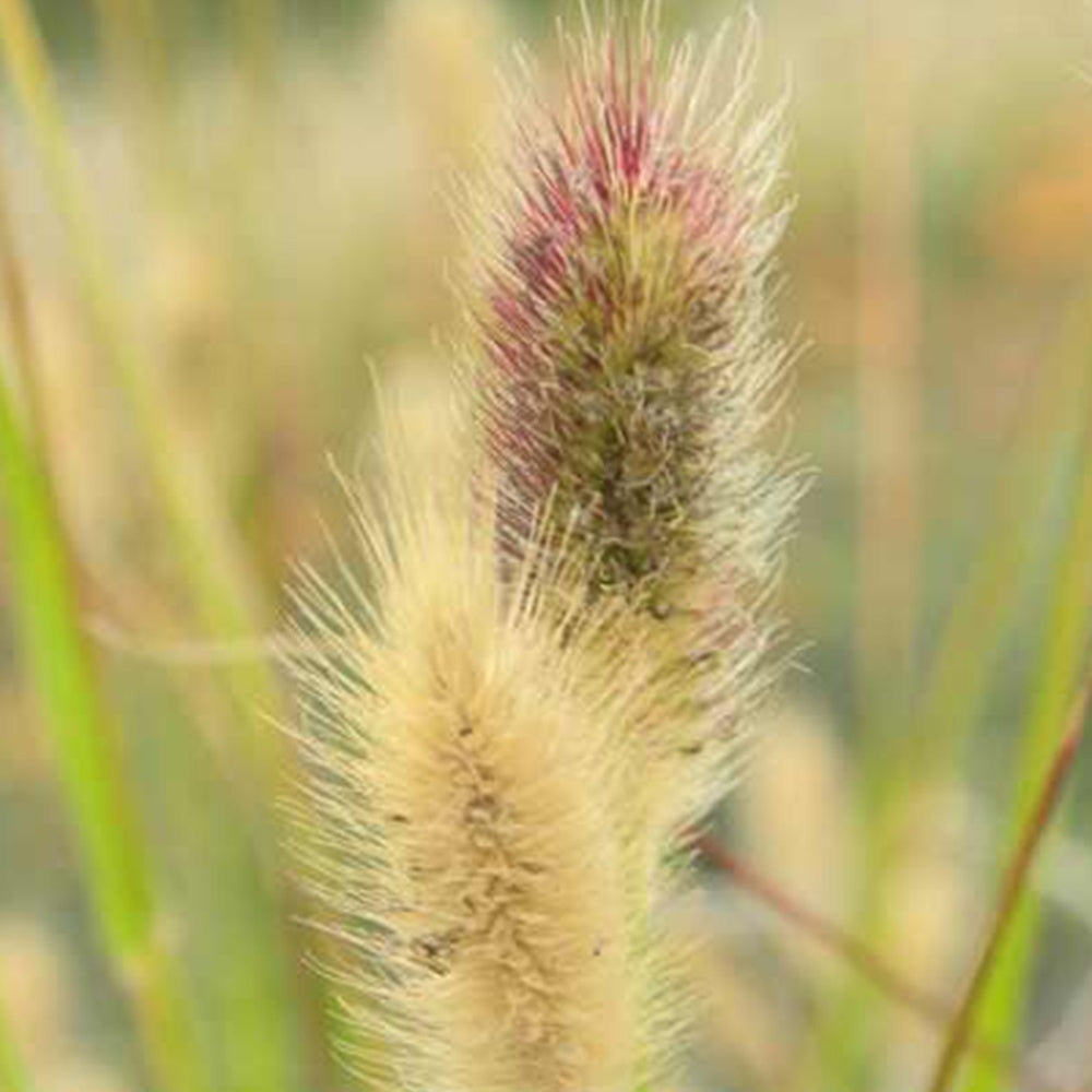 Pennisetum thunbergii red buttons (massaicum) - Herbe aux écouvillons de Thunberg Red Buttons - Pennisetum - Pennisetum