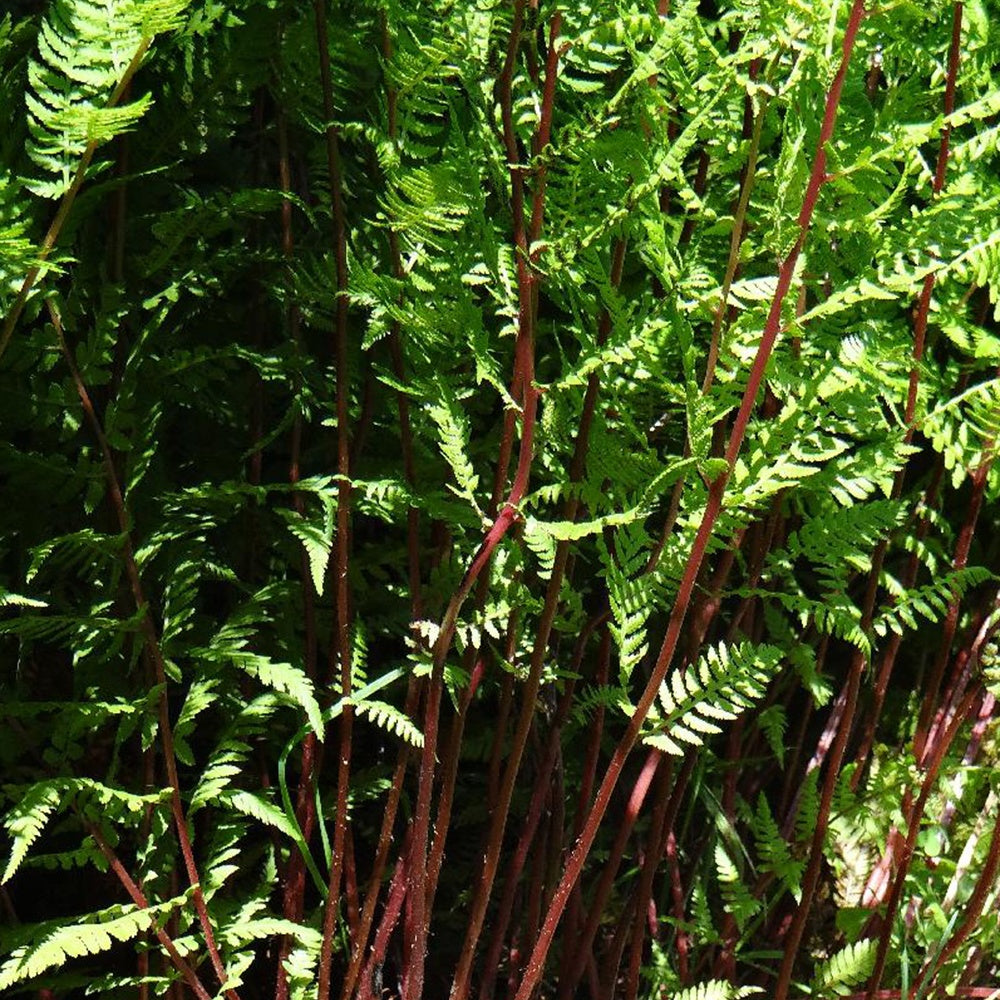 Fougère femelle Lady in Red - Athyrium filix-femina lady in red - Plantes