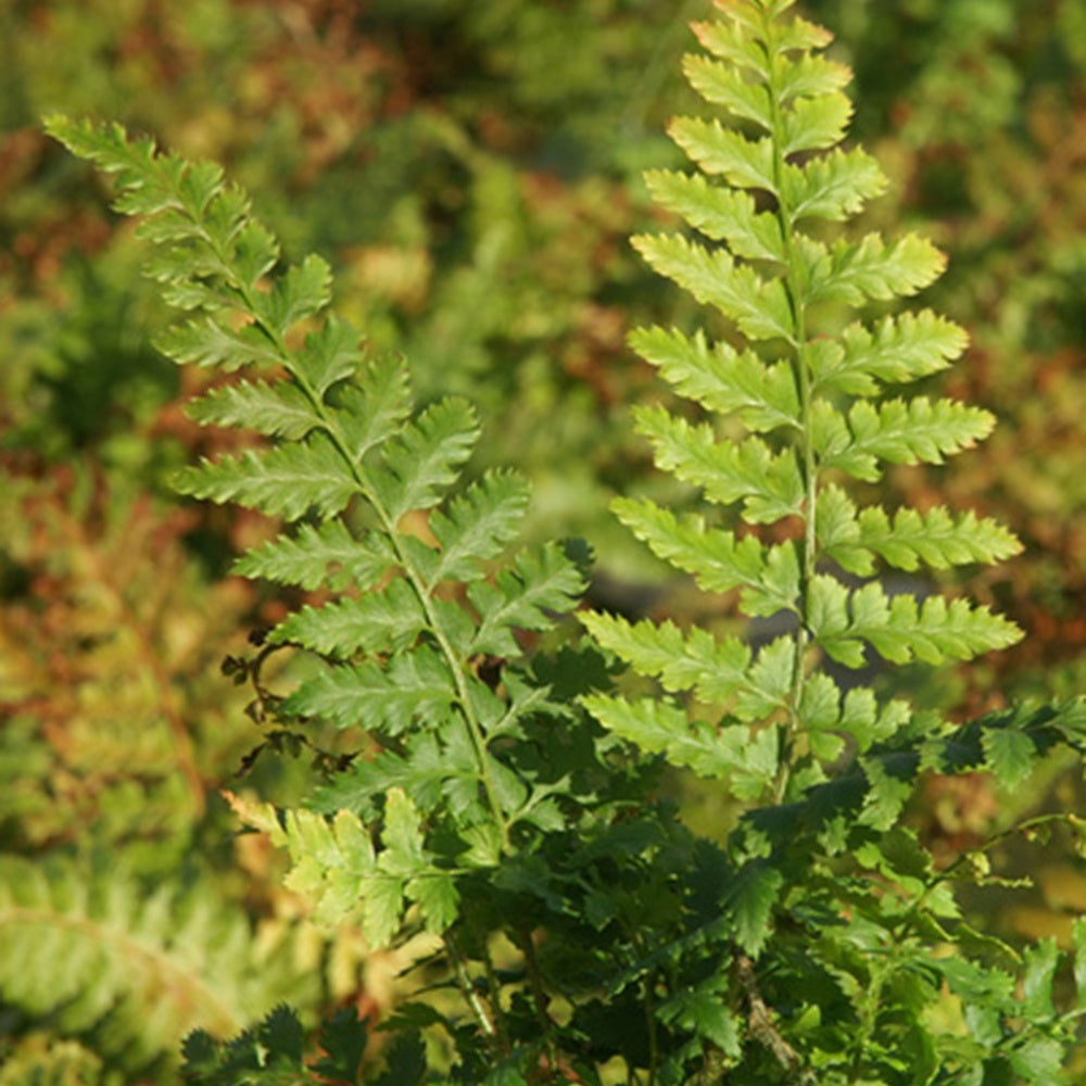 Aspidie à cils raides - Fougère - Polystichum setiferum - Willemse