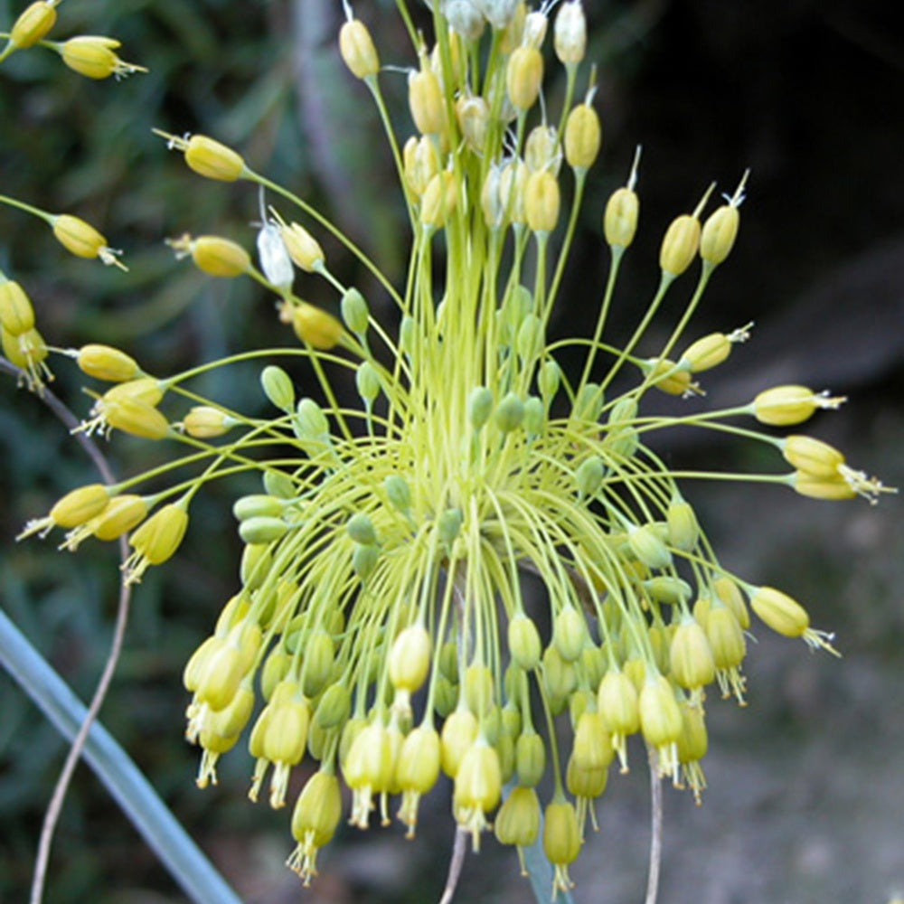 Ail jaune - Allium flavum - Willemse