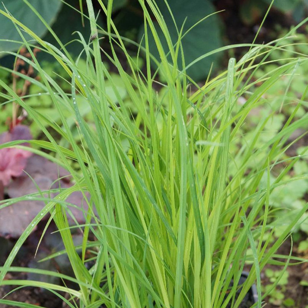 Laîche des marais - Carex - Carex acutiformis - Plantes