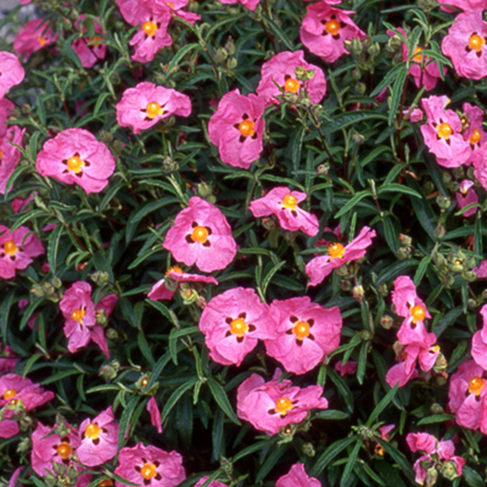 Ciste pourpre - Cistus purpureus - Plantes