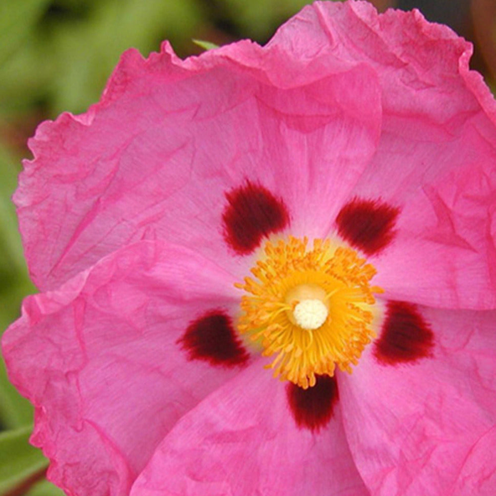 Ciste pourpre - Cistus purpureus - Arbustes