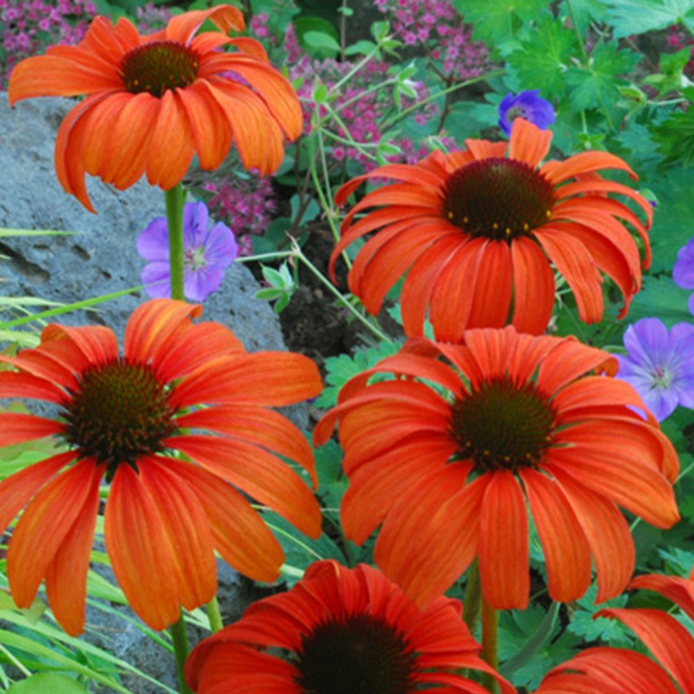 Echinacée Tangerine Dream ® - Echinacea purpurea Tangerine Dream ® - Willemse