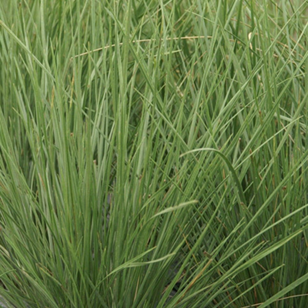 Fétuque mairei - Festuca mairei - Plantes vivaces