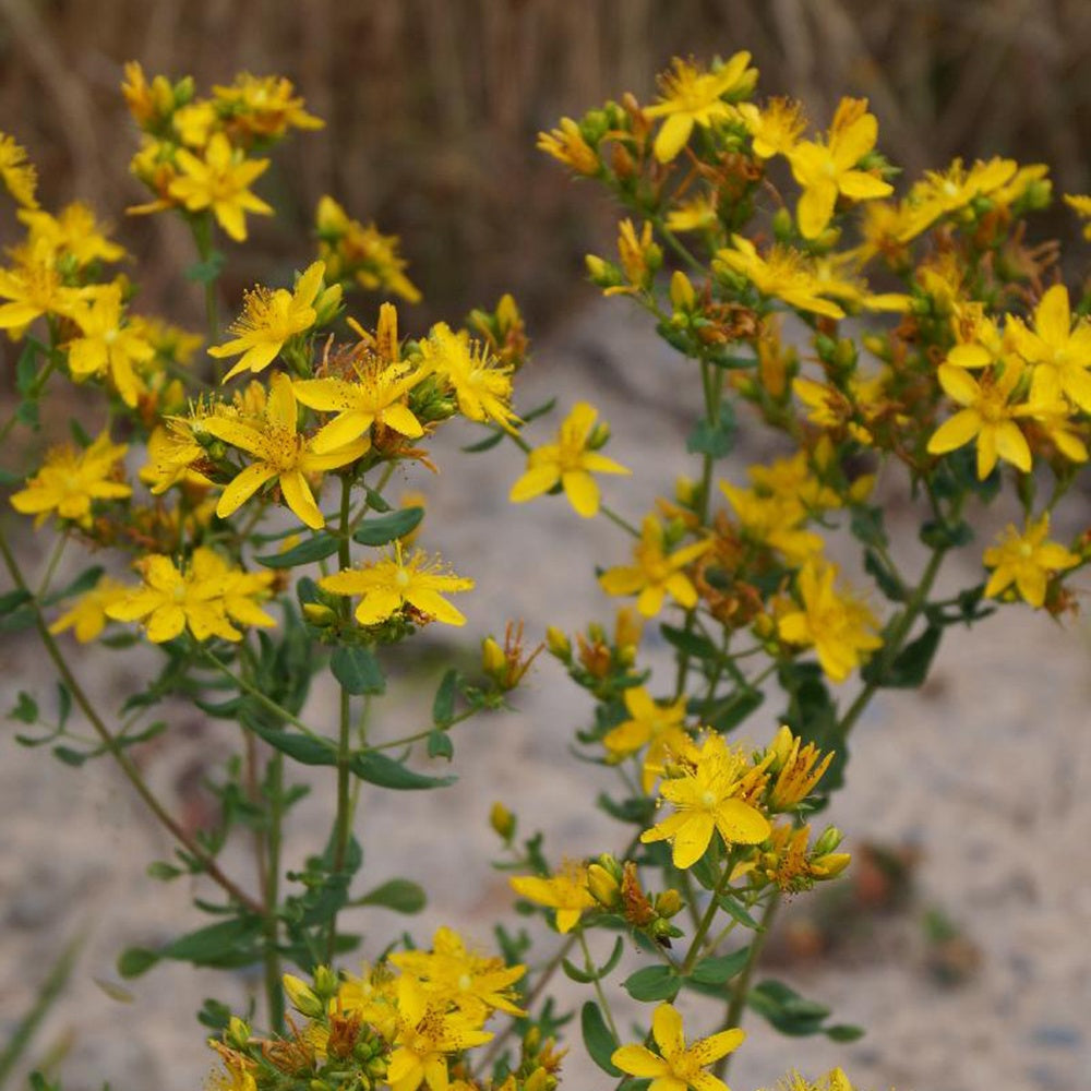 Millepertuis perforé - Hypericum perforatum - Willemse
