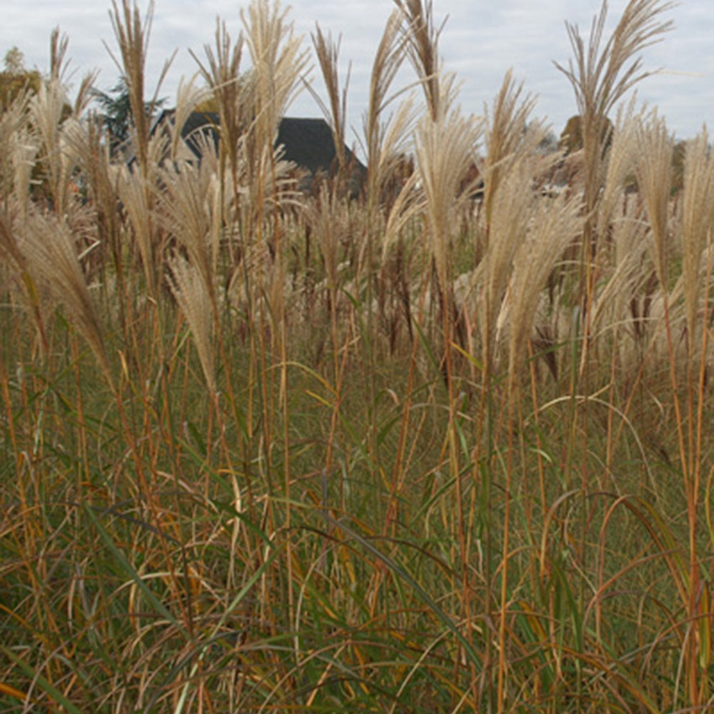 Eulalie Silberfeder - Miscanthus sinensis silberfeder - Willemse