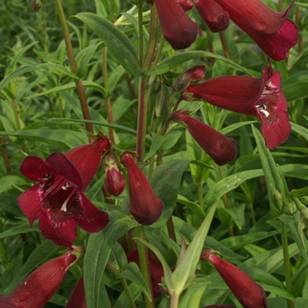 Penstemon blackbird - Galane Blackbird - Penstemon - Galane