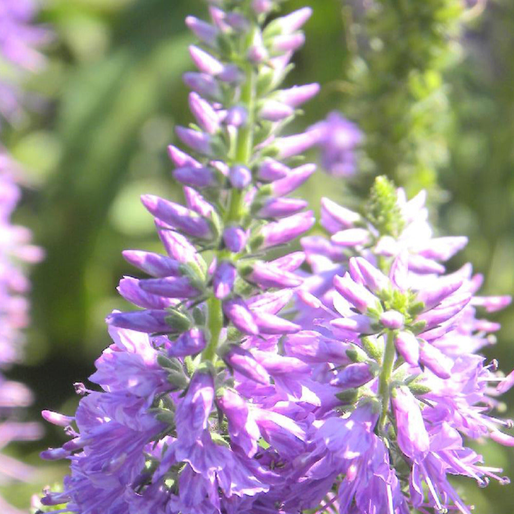 Veronique longifolia Lilac Fantasy - Willemse